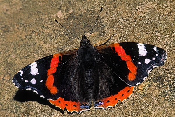 Red Admiral.