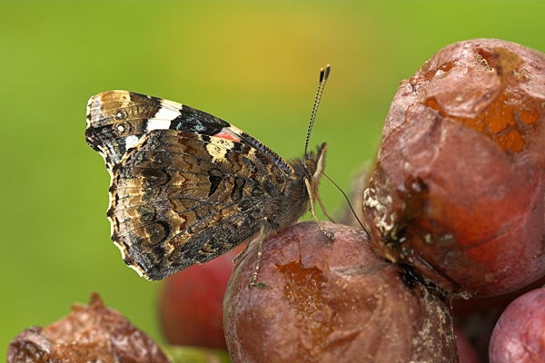 Red Admiral feeding on plum.