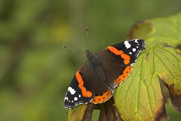 Red Admiral on leaf.