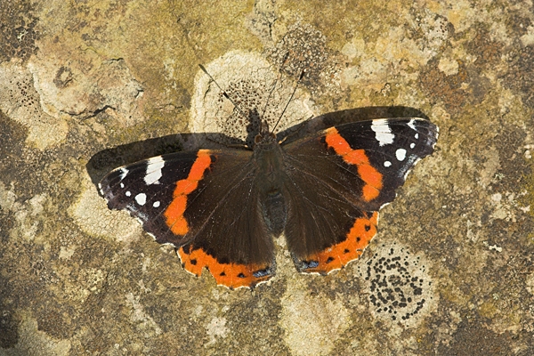 Red Admiral on lichen rock.