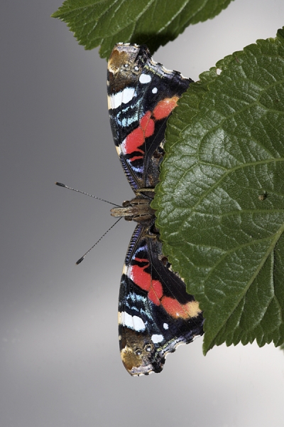 Red Admiral,underside,on plum leaf.