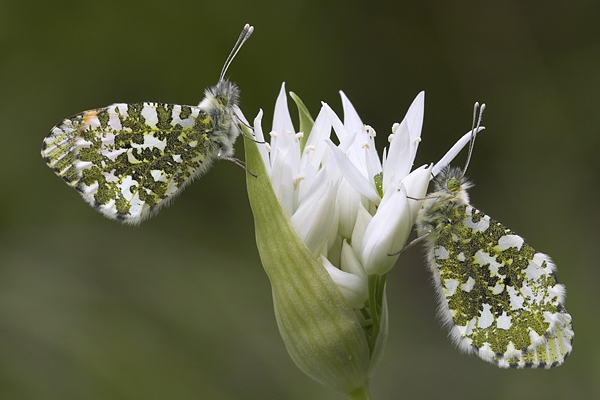 Orange Tip Butterflies m & f on ramson.16.05.'10.