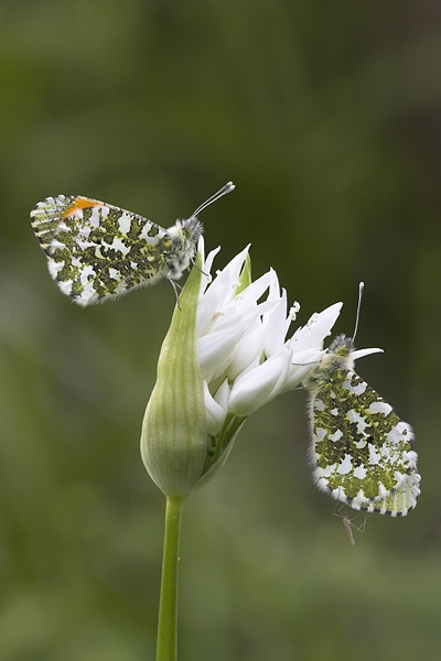 Orange Tips m & f on ramson.16.05.'10.