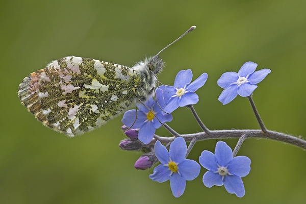 Orange Tip m on forget me not. May'10.