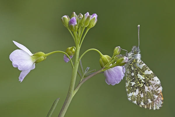 Orange Tip m on lady's smock. May'10.