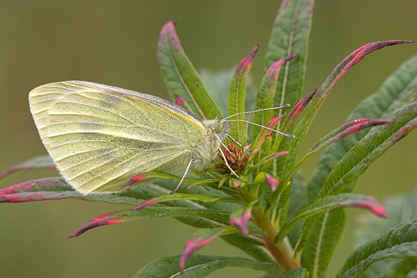 Small White on willowherb. Aug '10.