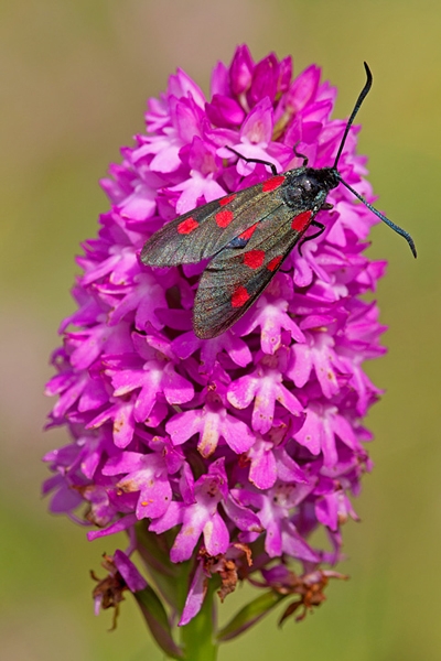Narrow Bordered 5 Spot Burnet moth on pyramid orchid. July '12.