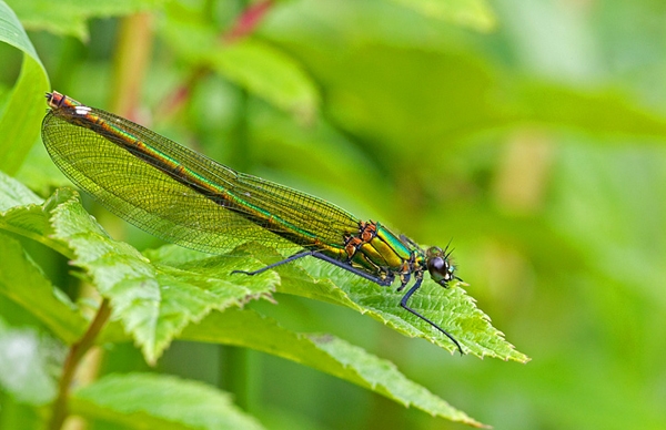 Beautiful Demoiselle,f. July '12.