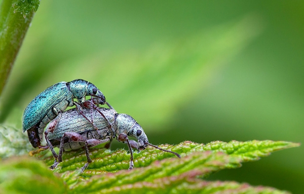 Mating Weevils. July '12.