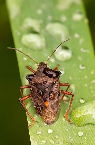 Forest Bug and raindrops. Aug '12.