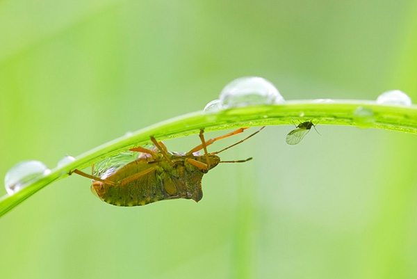 Forest Bug,with fly and raindrops. Sept '12.
