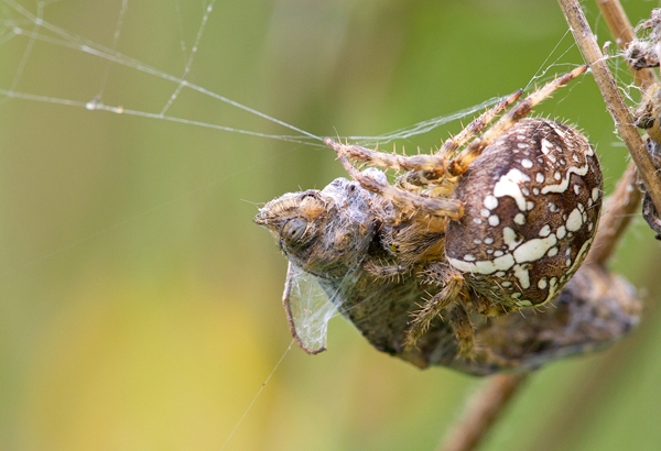 Garden Spider with Wall butterfly prey 2. Aug '13.