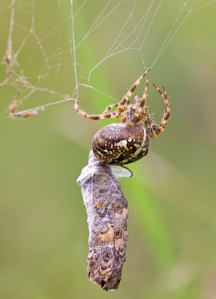 Garden Spider with Wall butterfly prey 1. Aug '13.