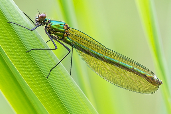 Fem.Banded Demoiselle on grasses. June '16.