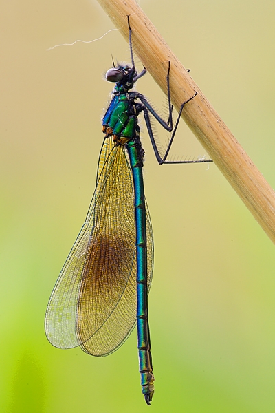 Male Banded Demoiselle on stem. June '16.