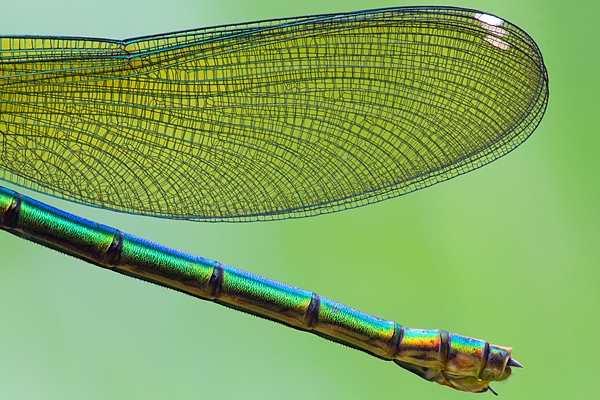 Fem. Banded Demoiselle close up. June '16.