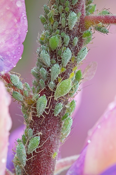 Greenfly on lupin. June '16.