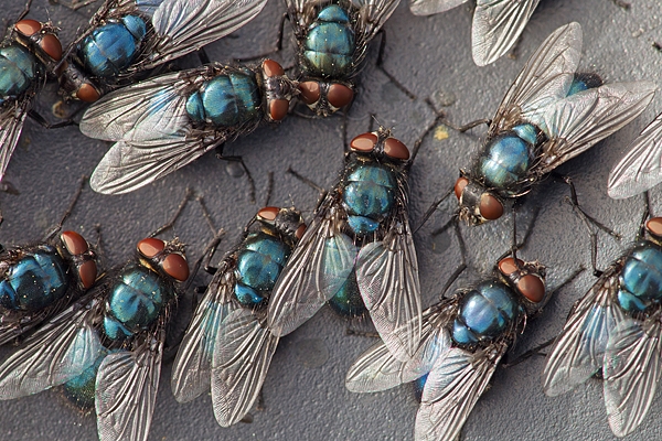 Bluebottles. June '16.