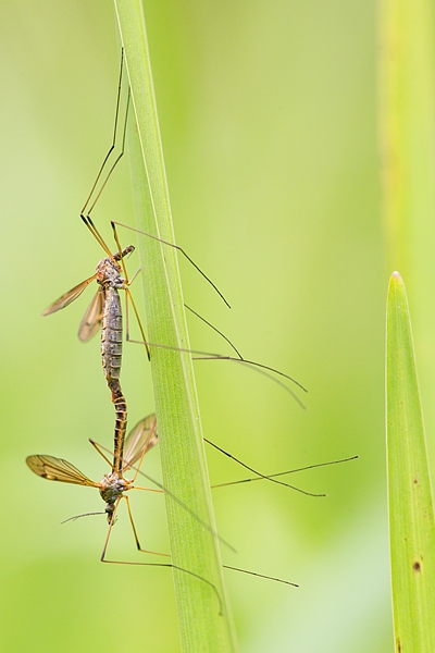 Mating Craneflies. July '16.