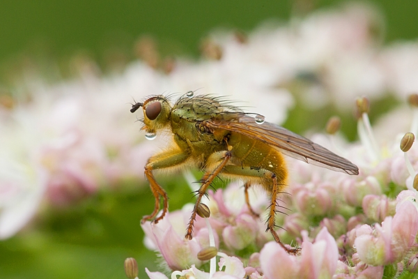 Yellow dung fly 3. June '20.