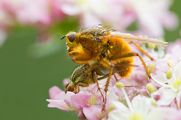 Yellow dung flies mating. June '20.