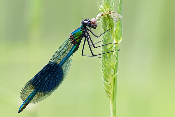 Male Banded Demoiselle feeding. June '20.