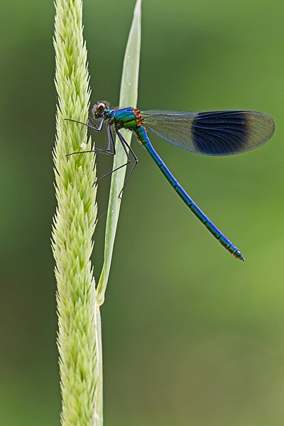 Male Banded Demoiselle 3. June '20.