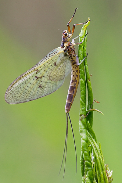 Mayfly. June '20.