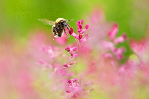 Bumble bee feeding over Common Fumitory 2. July '20.