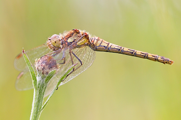 Female Common Darter 3. July '20.