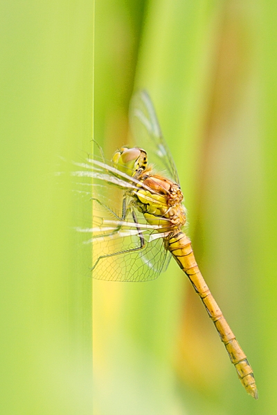 Female Common Darter 2. July '20.
