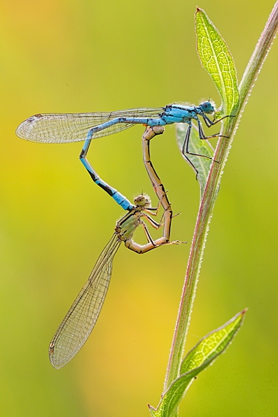Backlit mating Common Blue damselflies. July '20.