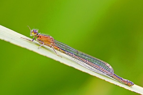 Damsel immature. July '20.