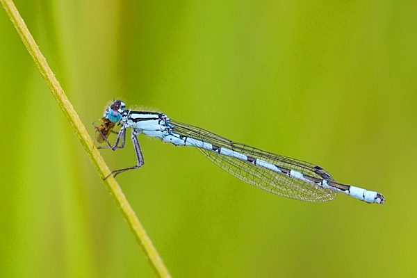 Male Common Blue damselfly feeding 2. July '20.