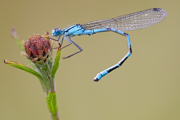 Male Common Blue damselfly flexing body. July '20.