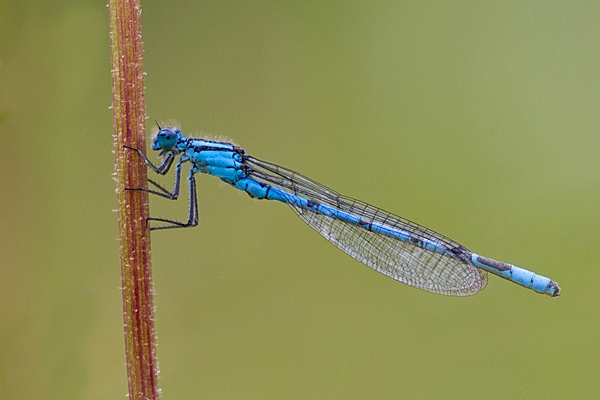 Male Common Blue damselfly 5. July '20.