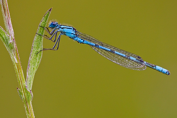 Male Common Blue damselfly 4. July '20.