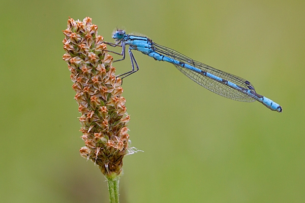 Male Common Blue damselfly 3. July '20.
