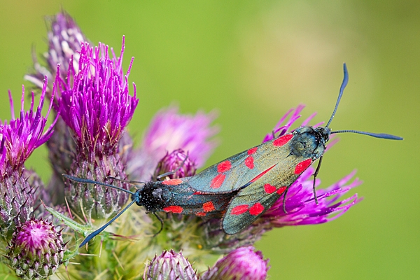 Mating 6 Spot Burnet moths on thistle. July '20.
