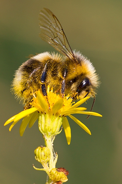 Bumble bee on ragwort. Aug. '20.