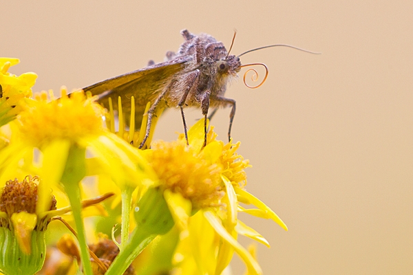 Silver Y moth on ragwort. Aug. '20.