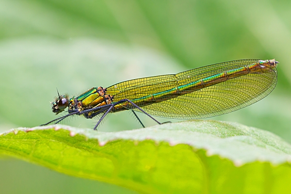 Banded Demoiselle female. Jun '21.