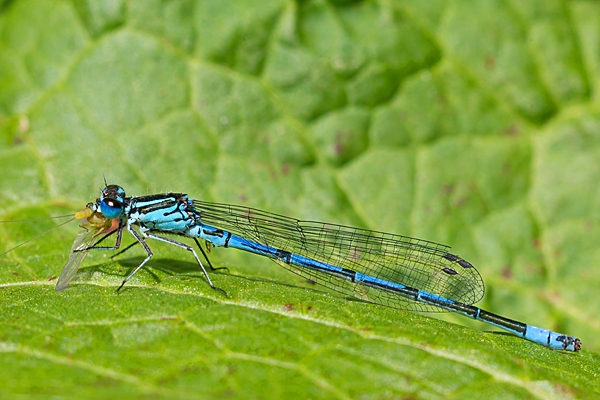 Common Blue damselfly male feeding. Jun '21.