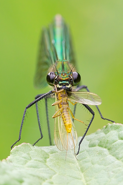 Banded Demoiselle female feeding. Jun '21.