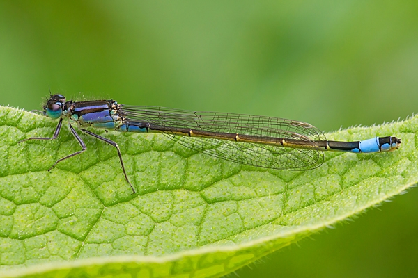 Blue tailed damselfly. Jun '21.
