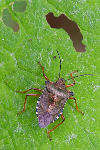 Shield Bug. Jun '21.