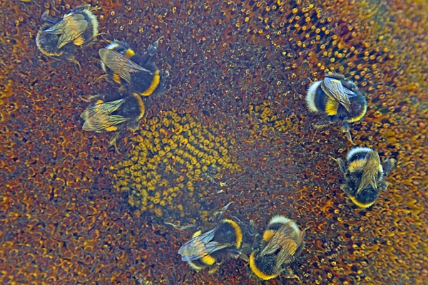 Bumble bees on sunflower. Aug. '22.