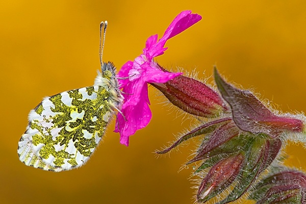 Male Orange Tip butterfly on red campion. May. '23.