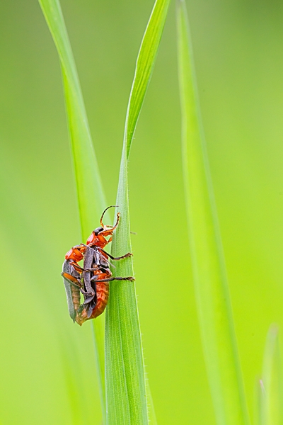 Paired Soldier Beetles. May. '23.
