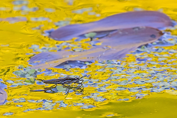 Pond Skater reflections. May. '25.